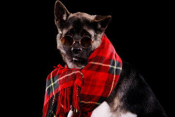 Portrait of a purebred American Akita sitting in the studio against a black background. The pet has sunglasses on its eyes, and a red checkered scarf is wrapped around its neck. Close up.