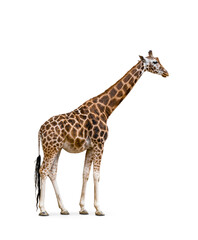 Side view of giraffe isolated on white background.  - obrazy, fototapety, plakaty