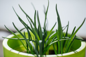 Glass of beer on a dark background with different snacks