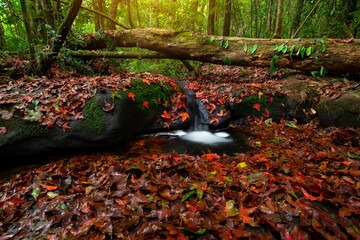 Colorful Red maple leaf fall on ground during autumn