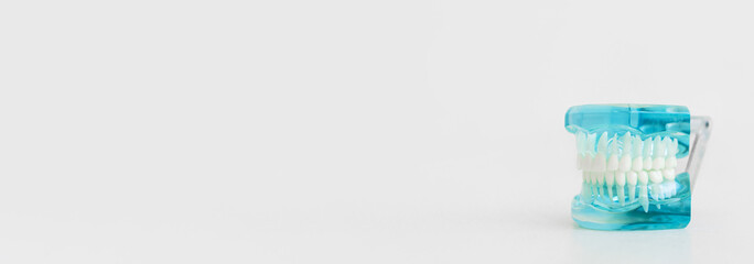 Dentistry concept. Dental care tools. Dentists use plastic blue model of natural human teeth at right isolated on white, clean blur background. Mouth closed. Extra wide banner with copyspace.