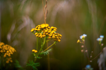Wildflowers on a blurred background. Summer natural background