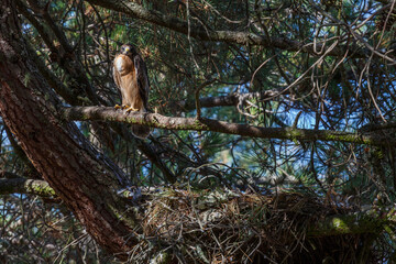 Hieraaetus pennatus. Young Booted Eagle on a branch above the nest.