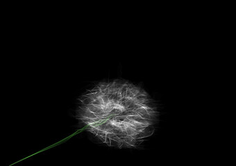 art scratched dandelion blow