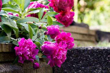 Fototapeta na wymiar Dark pink peony flowers bloom in the garden; Fresh, beautiful, peony buds opening in the spring