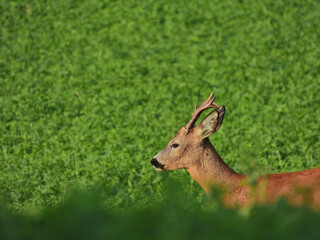Roe deer buck in summer on field