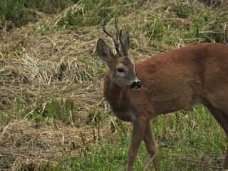 Roe deer buck in summer on field