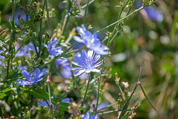 blurred blue two chicory flowers in a meadow on a sunny day, horizontal