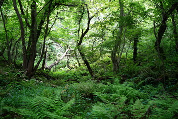a lively dense forest in springtime
