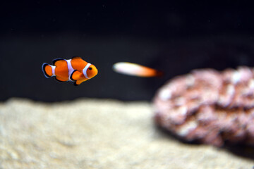 観賞魚
