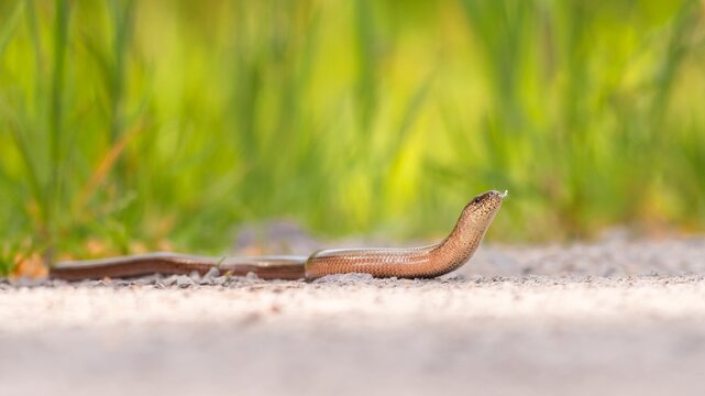 Blindschleiche