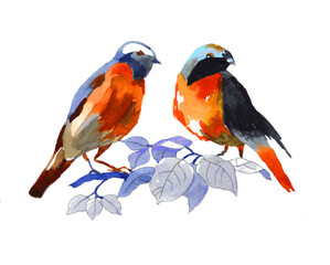 2 orange birds on the branch watercolor isolated on white background illustration for all prints.