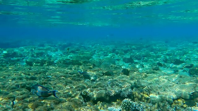 School of Needlefish hunts on little fish in shallow water coral reef (4K - 60fps)