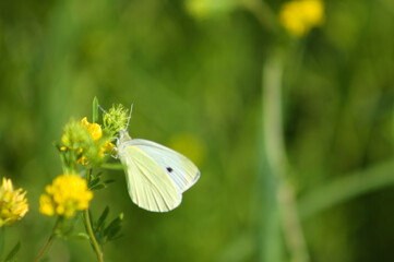 Cabbage white butterfly on sickle medick in bloom closeup view