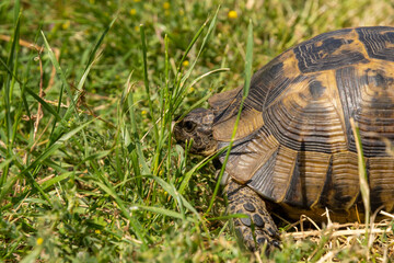 land turtle, dobrogea region, romania