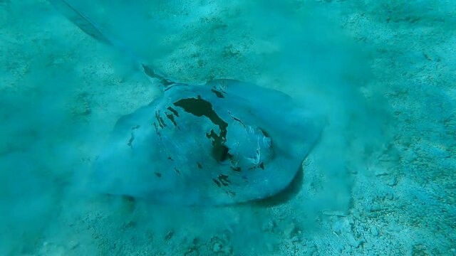 Close-up of Stingray looking for food in shallow water coral reef. Сowtail Weralli stingray (Pastinachus sephen) Camera moving forwards approaching the stingray. 4K-60pfs