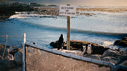 Fototapeta premium Sign on the rocks in a penguin colony