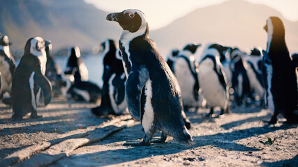penguins close up  © Michael Markovina