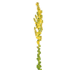 Yellow flower of Hungarian or showy mullein isolated on white, Verbascum speciosum