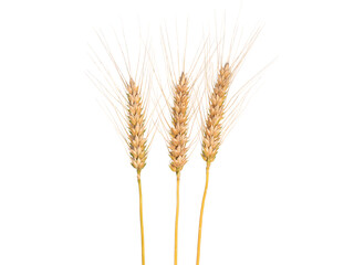 Fototapeta premium Wheat ears isolated on white