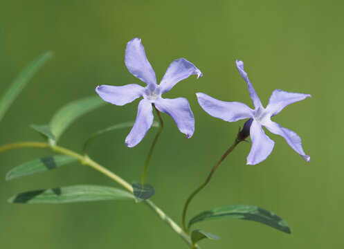 Blue flower of herbaceous periwinkle, Vinca herbacea