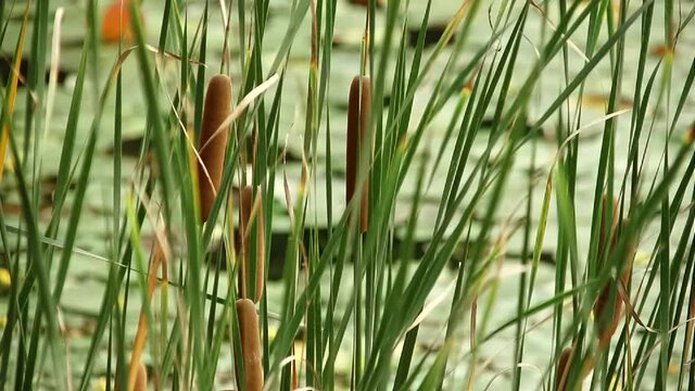 Beautiful cattails (reed mace) on peaceful Korea traditional pond