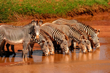 Fototapeta na wymiar Groupe de zèbre de Grevy Equus grevyi Afrique Samburu Kenya