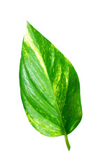 Obraz premium Leaf of epipremnum aureum purify air, houseplant, golden pothos, vining plant with heart-shaped leaves plant isolated on white background.