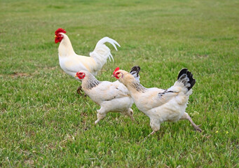 Rooster with chickens graze on the green lawn