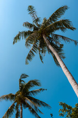 View of nice tropical background with coconut palms. Tropical coconut palm trees on blue sky on Koh-Phangan, Thailand