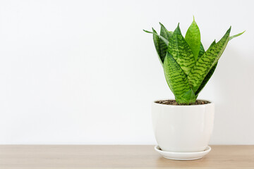 Snake plant green leaf in white ceramic on wood table white home. hahnii house plant air purifying minimal design. Mother-in-law's Tonguet. Sansevieria trifasciata hort.