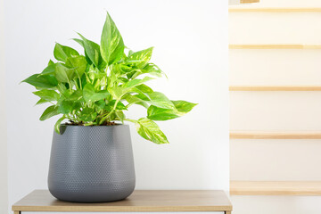 Epipremnum aureum on pot purify air and interior home. house plant, golden pothos, vining plant with heart-shaped leaves plant on wood table in white house.
