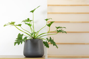 Xanadu. Philodendron xanadu plant in gray pots on wood tablle white home. Exotic green leaves air purifier plant indoor for tropical minimal interior design decoration.