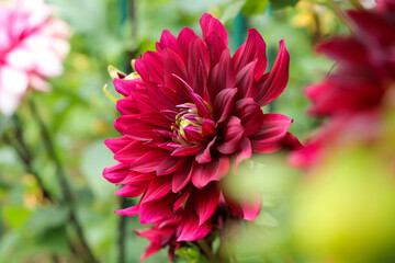 ダリア 花 ワインレッド 鮮やか　花束 幻想的 綺麗 美しい 上品 大輪 かわいい グリーン