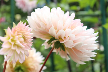 ダリア 花パステル ピンク  鮮やか　花束 幻想的 綺麗 美しい 上品 大輪 かわいい