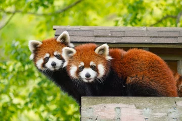 Poster Im Rahmen Cute red panda from japan zoo © REDPAN22