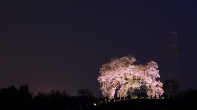 山梨県の「わに塚の桜」夜桜