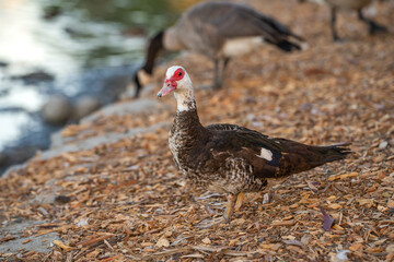 Red-Faced Musky Duck stands on the shore of Elizabeth Lake. 