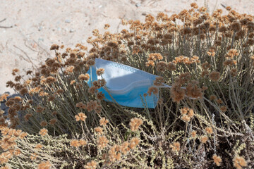 Medical mask, medical protective mask on a plant. Sandy beach on the island of Spargi in Sardinia. A specific rest during a pandemic. Summer 2021