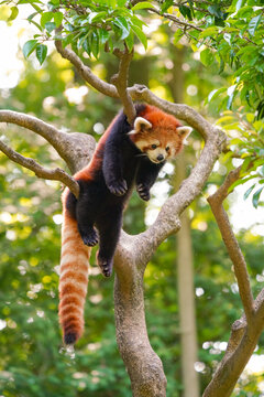 Cute red panda from japan zoo