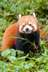 Cute red panda from japan zoo