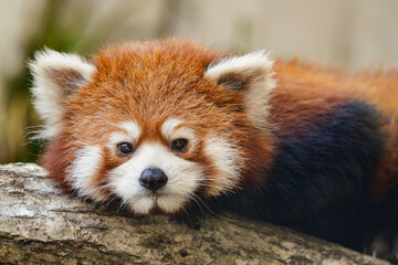 Cute red panda from japan zoo