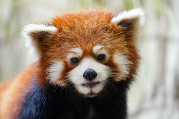 Cute red panda from japan zoo