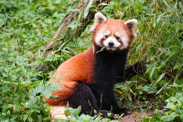 Naklejka premium Cute red panda from japan zoo