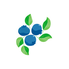 blueberry with leaves  vector illustration