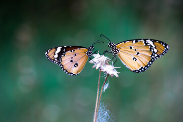  Close up of Plain Tiger (Danaus chrysippus) butterfly visiting flower in nature in a public park and feeding itself during springtime in India.

