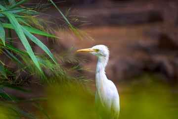 Bubulcus ibis Or Heron Or Commonly know as the Cattle Egret is a cosmopolitan species of heron found in the tropics, subtropics,  and warm-temperate zones. It is the only member of the monotypic.