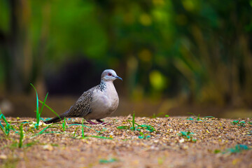 The oriental turtle dove or rufous turtle dove is a member of the bird family Columbidae -the doves and pigeons.  The species has a wide native distribution range from Europe, east across Asia.