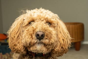 Mocha Australian Labradoodle