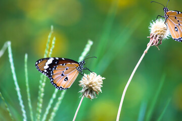 Fototapeta premium Close up of Plain Tiger (Danaus chrysippus) butterfly visiting flower in nature in a public park and feeding itself during springtime in India. 